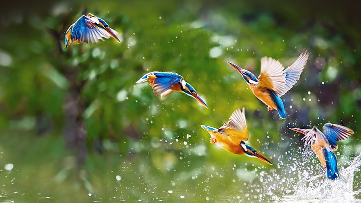 flock of Blue-eared kingfishers