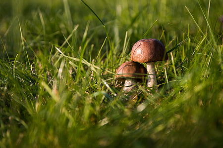 selective focus photograph of two brown mushroom