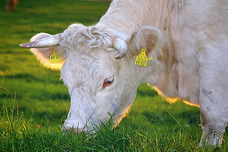 white cow eating grass