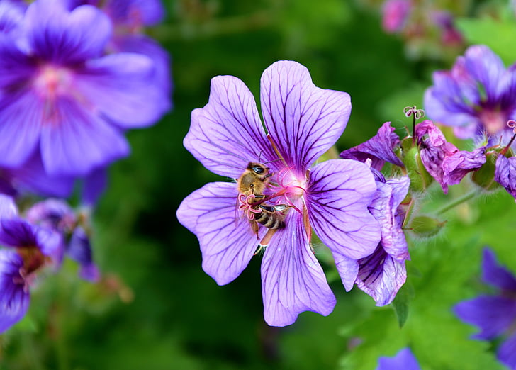 brown bee on purple flower