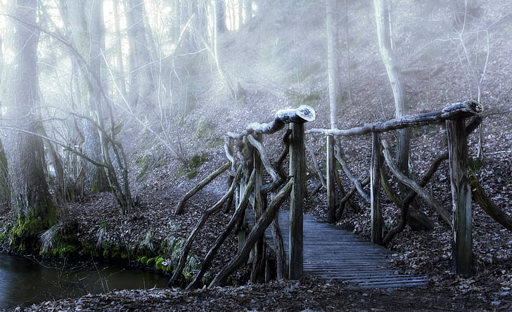 brown wooden bridge in the woods during daytime