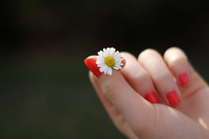 person holding daisy flower