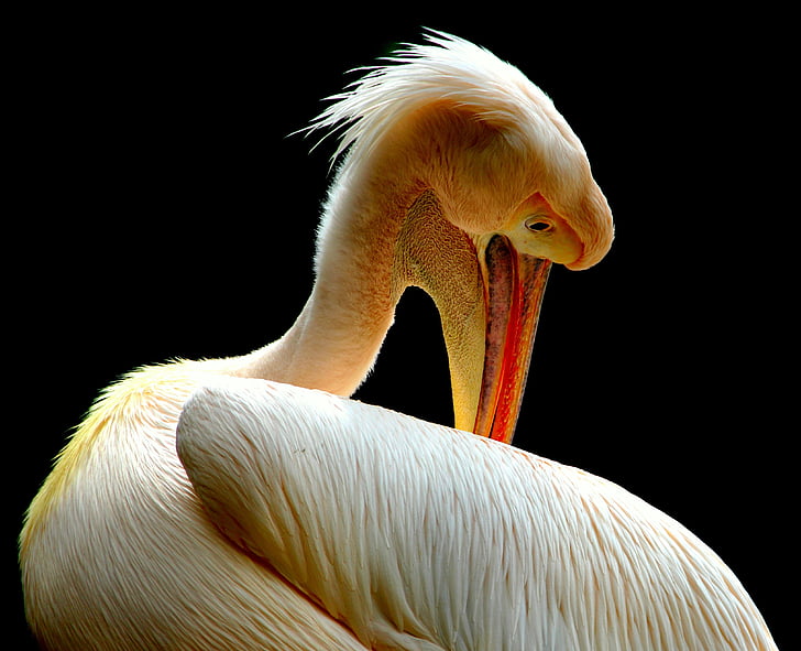 wildlife photography of white pelican