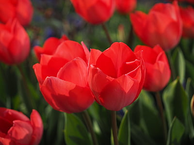 closed up photo of red tulips