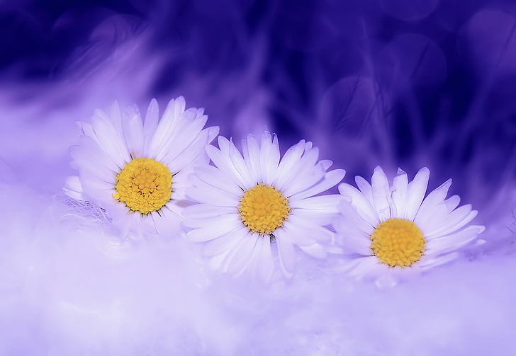 three white daisy flowers
