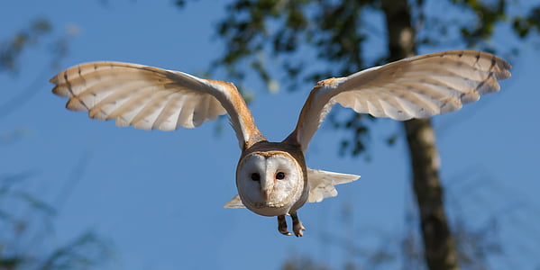 white and beige owl flying during daytime