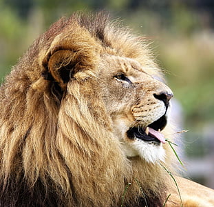 selectorized photography of lion