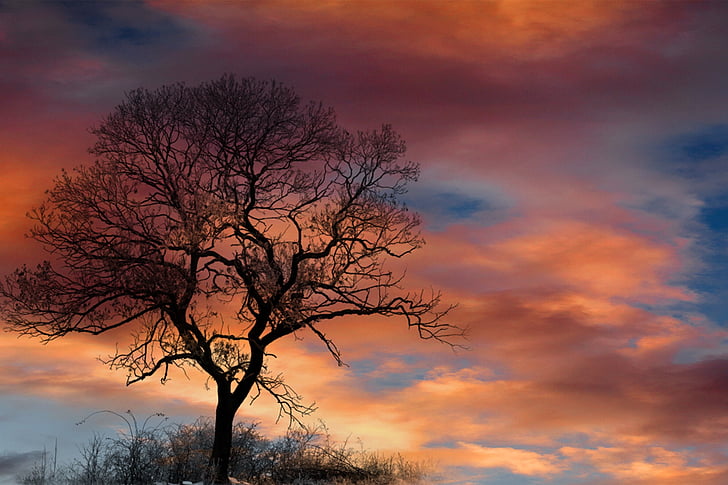 silhouette of a tree during sunset