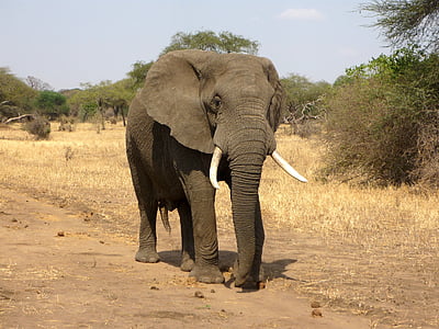 gray elephant waking on withered grass field at day time