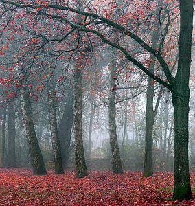 landscape photo of foggy forest and red leaf trees