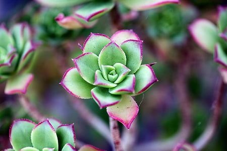 selective focus photography of green succulent