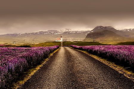 landscape photography of road between purple flowers
