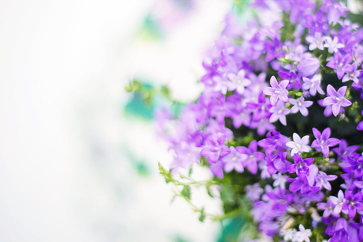 purple flowers in shallow photography