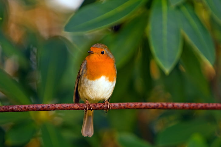 brown and orange bird on brown tree branch
