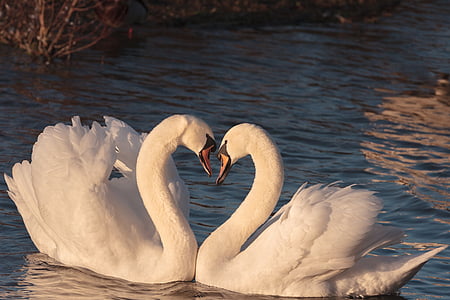 shallow focus photography of two white swans
