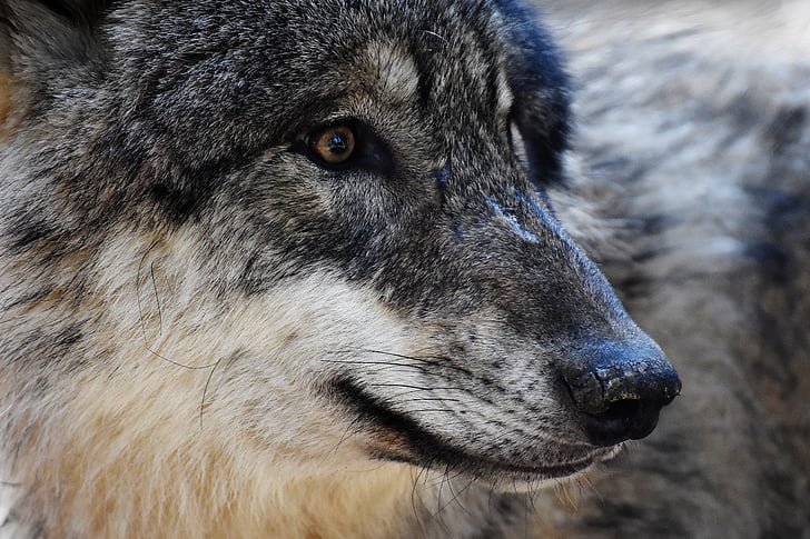 wolf portrait photo