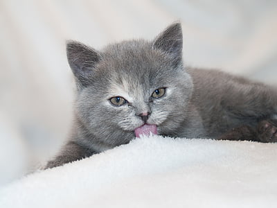 Russian blue cat licking snowbed