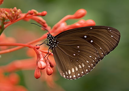 close-up photography of black butterfly perching on orange flower