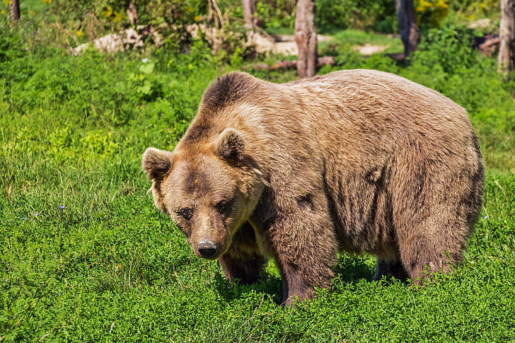 animal photograph of brown bear