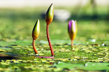 depth of field photograph of water lilies