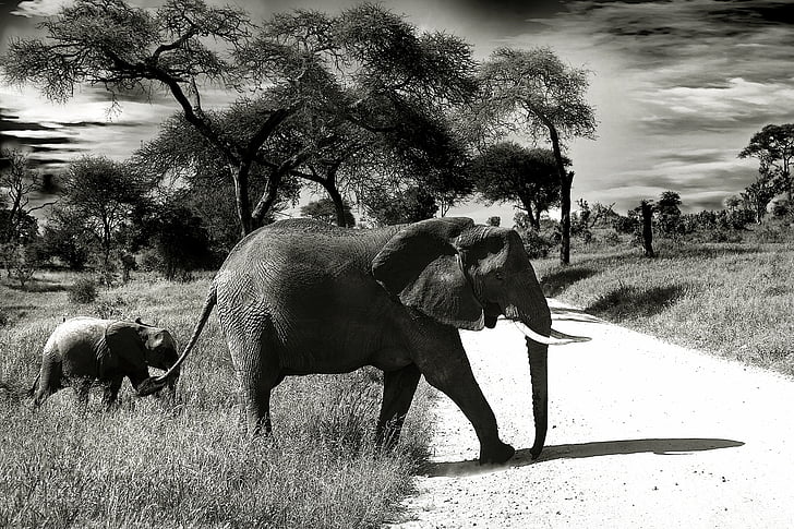 gray elephant with calf passing through road