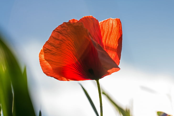 closeup photography of red poppy
