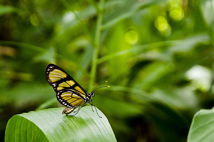 close-up photo of yellow and black butterfly perching on green leaf during daytime