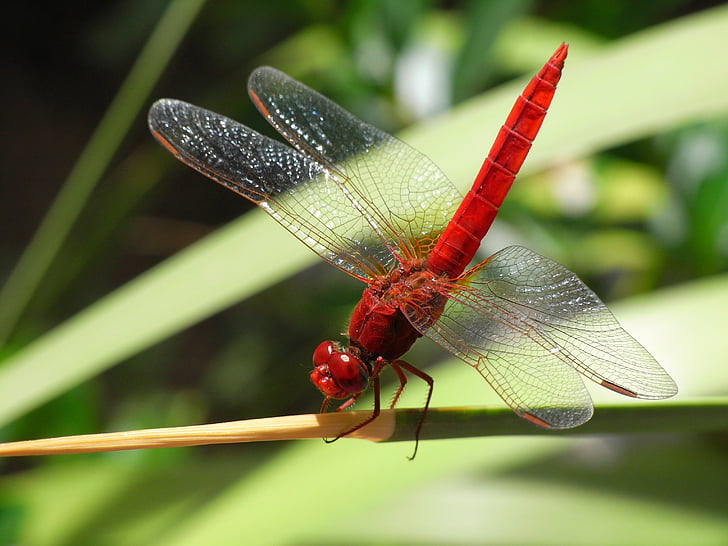 roseate dragonfly on green leaf plant