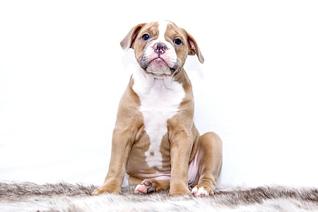 shallow focus photography of brown American pitbull terrier puppy