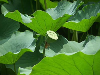 green leafed plants in macro shot