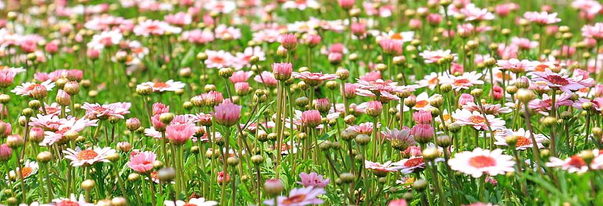 white and pink daisy flowers