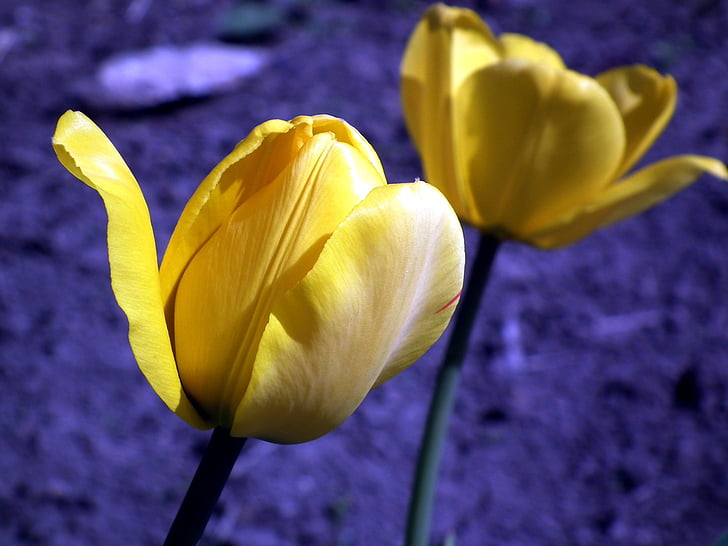 closeup photo of yellow tulip flowers