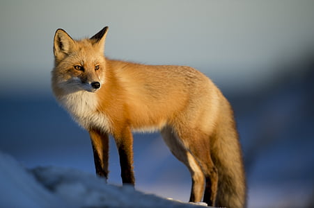 brown fox on white snow