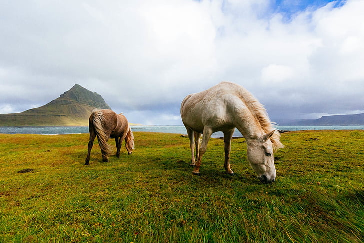 two horses eating grass on the ground