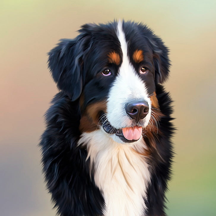 short-coated black-white-and-brown dog