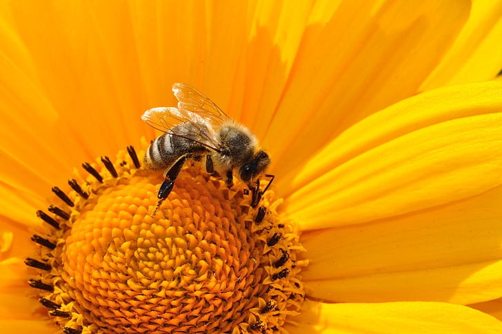 honeybee perched on yellow sunflower