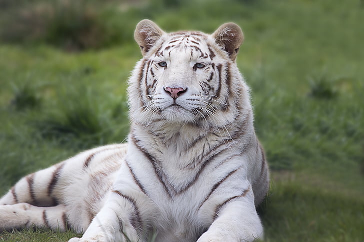 albino tiger on green grass
