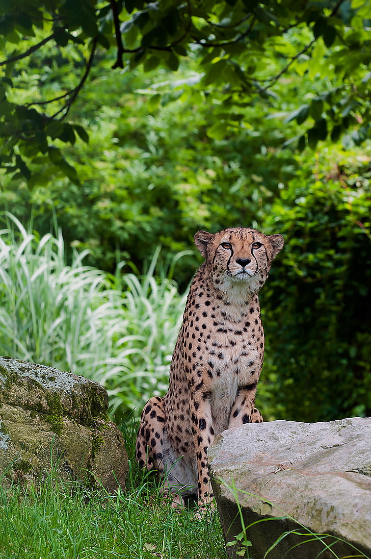 cheetah seated on green grass