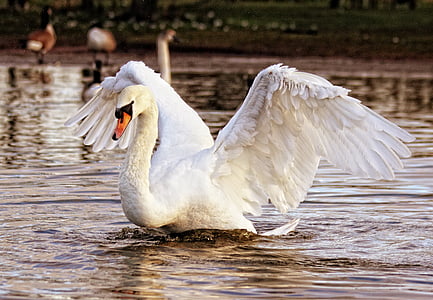 white goose floating on water