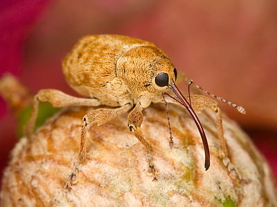brown weevil in macro photography