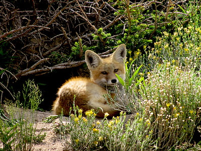 short-coated brown fox resting beside grasses