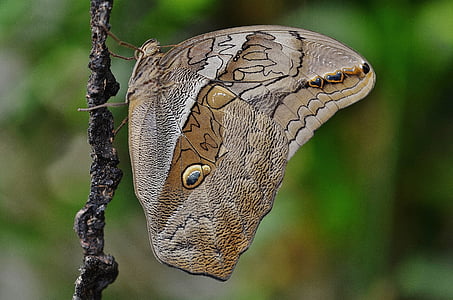 micro photography of owl moth