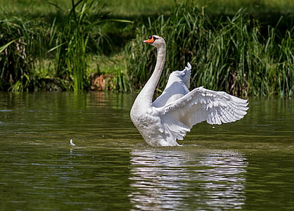 white duck in the water during daytime