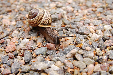 brown snail on gray pebbles during daytime