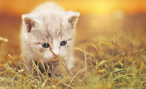 gray kitten on brown grass