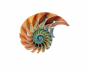 orange and green sea shell illustration