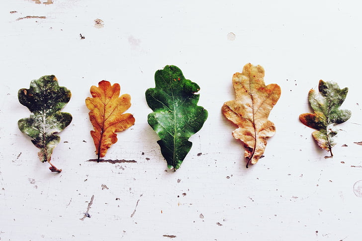 five assorted-colored leafs