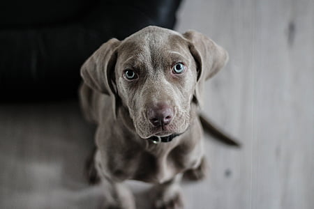 brown weimaraner puppy
