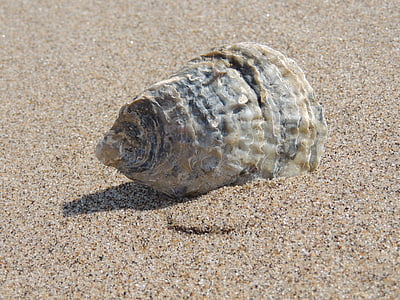 beige seashell on sand