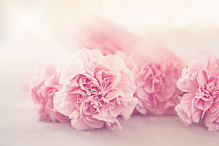 pink flowers on white textile
